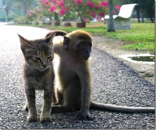 gato y mono